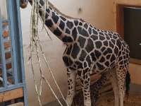 Zsiráfbébi született a Fővárosi Állatkertben. Ő 2017 első négylábú újszülöttje.